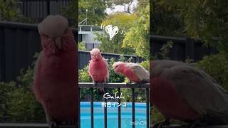 キバタン参上 #キバタン #オウム #鳥好き #cockatoo #galah #corella #magpie #birdshorts #モモイロインコ