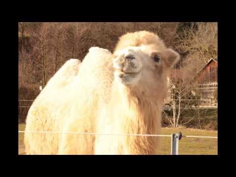 Hadschi das Kamel HD