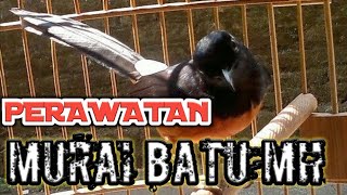 Download lagu Tips Cara Merawat Murai Batu Muda Hutan Agar Cepat Gacor dan Jinak mp3