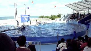 preview picture of video 'Incredible dolphin show!! @ Misaki Park, part 3 DMC-TZ7(ZS3) AVCHD Lite'