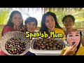 Harvesting Spanish Plum or Sineguelas | Buhay Probinsya