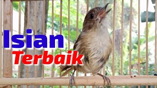 Download lagu Flamboyan gacor ngebren rapat full nyerecet||isian terbaik mp3