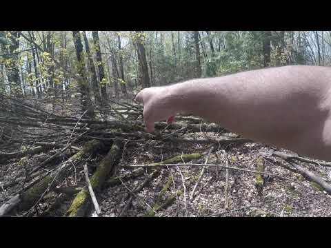 Down Tree Paradise 1 The Scene of The Crime