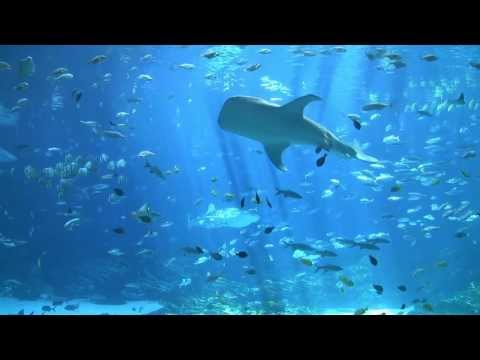 You Have Never Seen an Aquarium This Big Before!