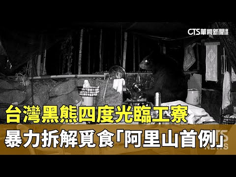 台灣黑熊四度光臨工寮　暴力拆解覓食「阿里山首例」