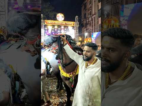 Sadar Festival In Hyderabad 2025 | Kothapet Sadar 2025.   #sadar #yadav #sadarfestival #sadar2025