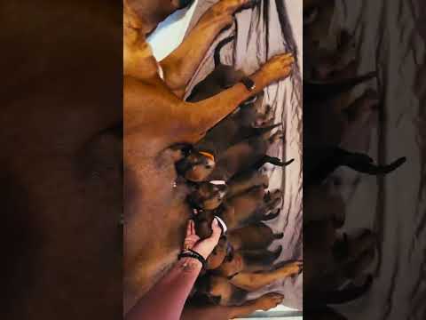 Rhodesian Ridgeback puppy for sale