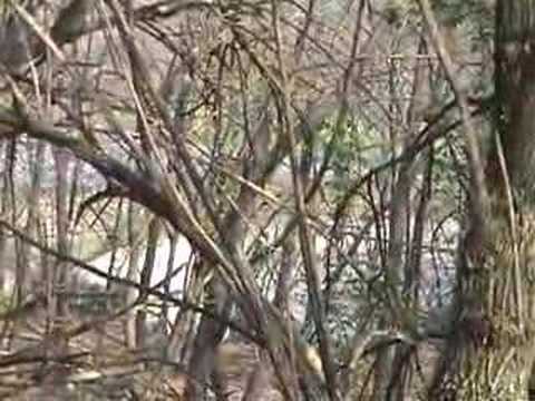 TEST 206 WRC GRIFONE / ARBETTI