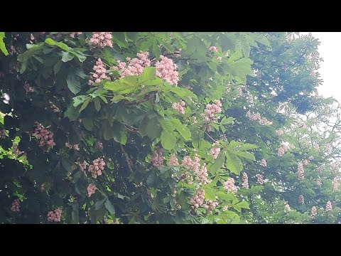 Romanssi (Nils-Eric Fougstedt) by MariL