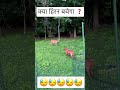 Deer In Danger Pitbull Dog Attack On Deer Shorts Deer Hunting Dangerous