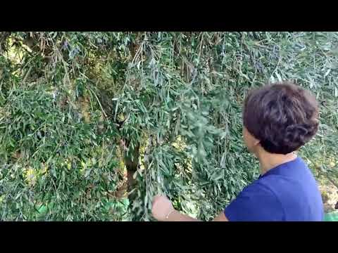 Azeite Italiano - Fuscaldo e Belvedere (CZ), Itália