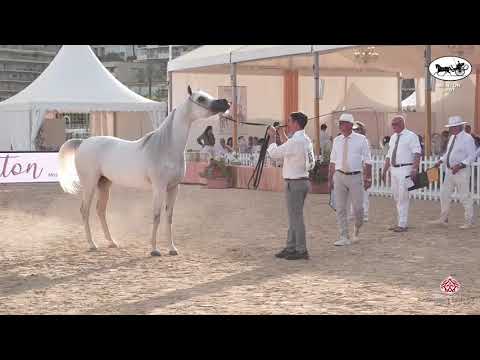 N 85 MOZN ALBIDAYER   Mediterranean and Arab Countries AHC   Menton 2021   Mares 4 7 Years Old Class