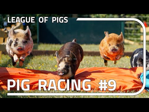 League of Pigs - Season 3 - Round 1!