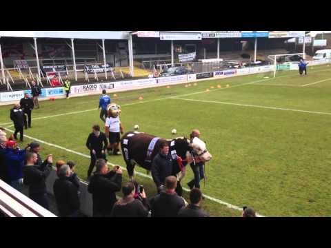 Ronaldo the Bull at Hereford FC