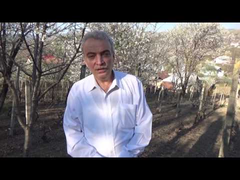 Drumul vinului Fintesti (prezentare maghiara)