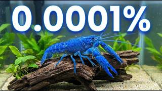 I Accidently Raised a 1 in a Million Crawfish