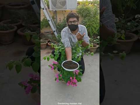 When and how to give fertilizer to plants #plants #gardening #fertilizer #gardeningaasaanhai