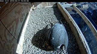 April 18 2019 afternoon changes overkill view