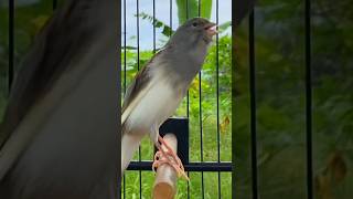 Download lagu Canto do Canario belga #belgacantando #birds #canariobelga #canario #canary #canarysinging mp3 Download lagu Canto do Canario belga #belgacantando #birds #canariobelga #canario #canary #canarysinging mp3