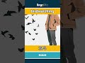 birdwatching - 观鸟 video thumbnail