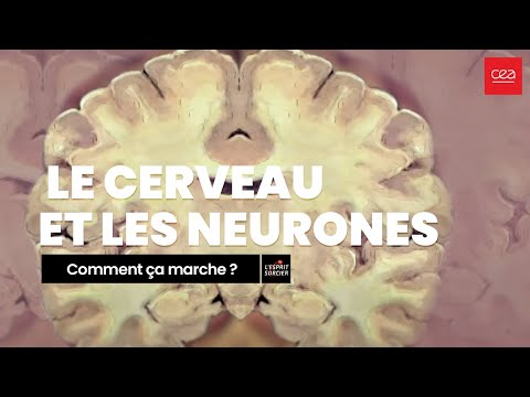 [Comment ça marche] Le cerveau et les neurones
