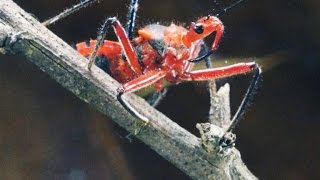 Why the Assassin Bug More Than Lives Up to Its Name | Smithsonian ...