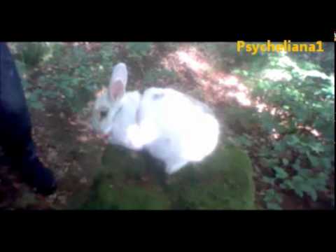 Schneehase alleine im Wald