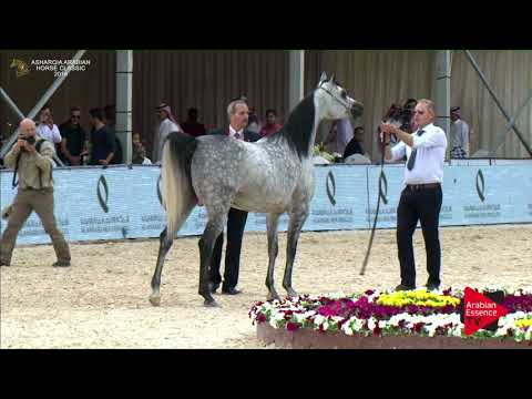 N.230 KADIJA AL KHALEDIAH - Asharqia Classic 2018