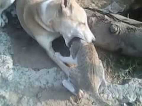 Amazing Video - My House Pet Cat & Dog fight