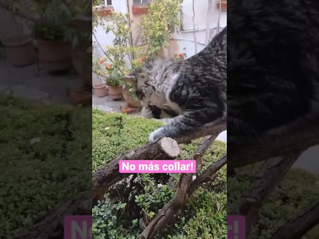 Vídeo relacionado con Cerdá- Collar para Gato Disney Marie Tu:T.Unica (2800001514)