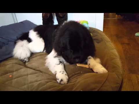 Chloe eating a cookie