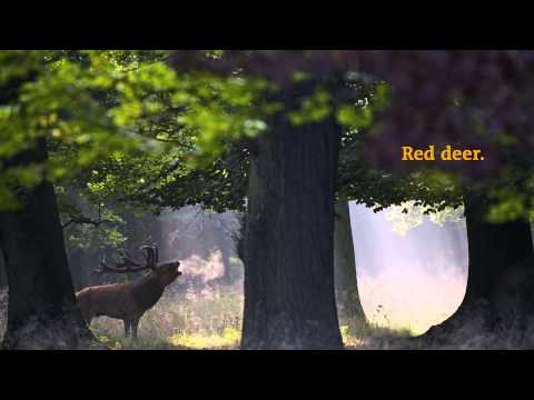 Rewilding Europe trailer