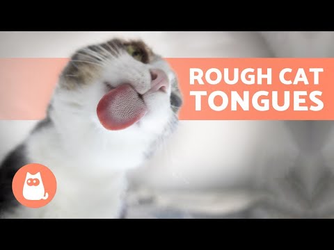 Why Are CAT TONGUES So ROUGH? - YouTube