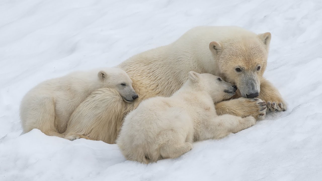 Svalbard Tours  with WorldPhotoTravels
