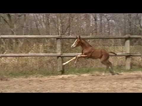 Scolari - Falsterbo 2013