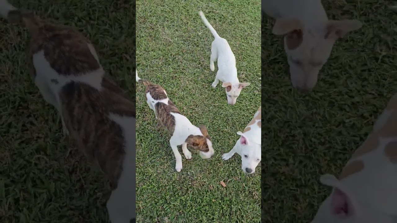 Enlarge Spreckles puppy girl, a Adoptable mixed breed in Metairie, LA video 2/6