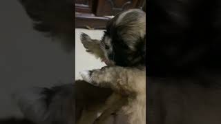 Havanese Puppies Videos