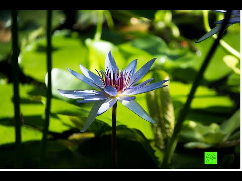 Die  intensive Reinigungsübung des Stillen QI-Gong: Schüttelübung