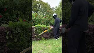 Download lagu Same hedge. Different century ✂️🔥#hedgetrimmer #powertools #toolreview #alloyman #summershorts mp3