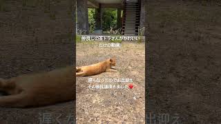 仲良しの茶トラさんがかわいいだけの動画〜お出迎えと抗議されました❤️〜　　#ちゃとら猫 #地域猫 #さくらねこ #さくらねこ