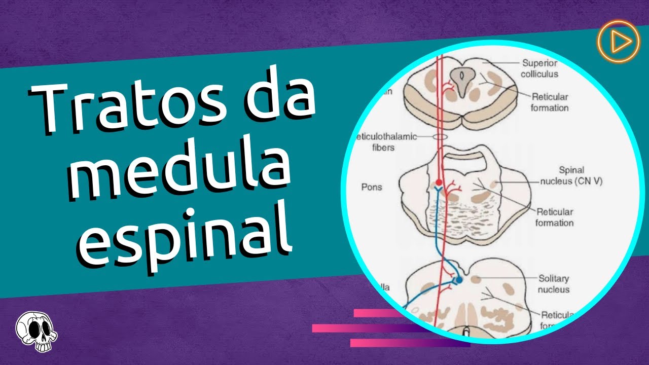 Tratos da Medula espinal