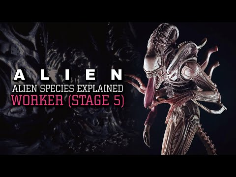 The Worker Xenomorph (Weavers) Stage 5 XX121 - Alien Species Explained