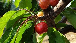 체리나무 모든것 명량농원 가장 빨리 익어가는 체리열매 
sweet  cherry tree
(진도명량체리원 브…