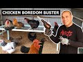 How To Keep Chickens Entertained Boredom Buster Roost Bars
