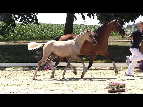 7 – Datino, HF von Dating AT - Hilkens Black Delight, *10.01.2018