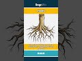 root (noun) - definition and usage in English