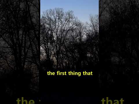 Good Night Cryptid Stories Shorts - 0122 1 #horror #horrorstories #sleep #cryptids #shorts