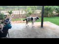 Dog Air Humping