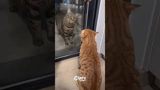 Mira lo que pasó con estos gatos #viralvideo