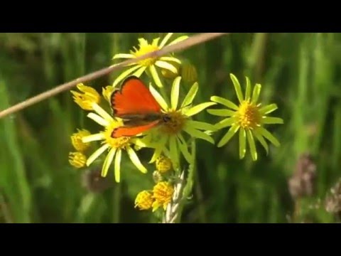 Lycaena virgaureae (LINNAEUS, 1758) Dukaten-Feuerfalter / Dukatenfalter